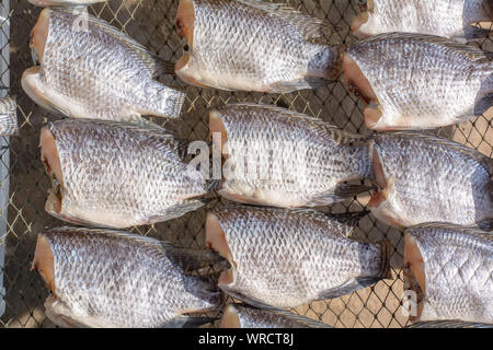 L'Oreochromis niloticus sur net pour la vente. Banque D'Images