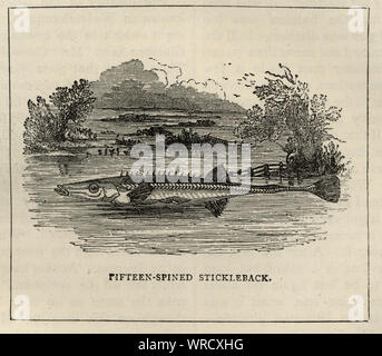 Vintage gravure d'une épinoche Spinachia spinachia (mer), également connu sous le nom de quinze épines ou fifteenspine enos, est une espèce d'épines qui vit dans des environnements saumâtre benthopélagique et dans le nord-est de l'océan Atlantique., 19e siècle Banque D'Images