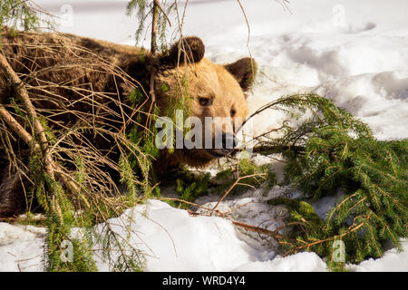 Eurasian ours brun (Ursus arctos arctos) reposant derrière un arbre tombé dans la direction de la région des Alpes autrichiennes et profiter de la chaleur du soleil de printemps Banque D'Images