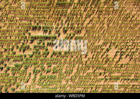 Vue aérienne de beau champ de tournesol . Banque D'Images