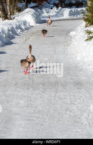 Oies cendrées en participant à l'étude de la Fondation Konrad Lorenz Forschungsstelle (KLF) se dandiner sur un sentier le long de la rivière près de Grünau, Alm Autriche Banque D'Images