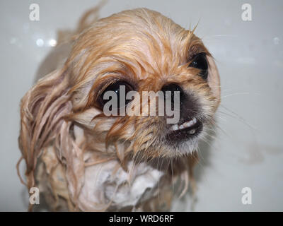 Funny puppy dog prendre un bain Banque D'Images