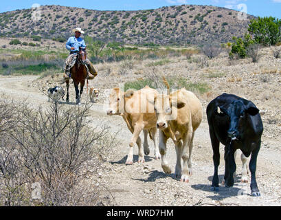 Cowboy et ses chiens portant chez les bovins lors d'une sur un roundup West ranch au Texas. Banque D'Images