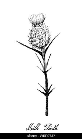 Fleur d'herbes et de plantes, illustration à la main de Silybum Marianum, Cardus Marianus Chardon de lait ou de plante, utilisé pour traiter une maladie alcoolique du foie et Illustration de Vecteur