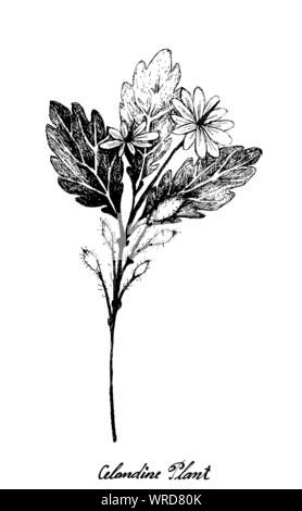 Fleur d'herbes et de plantes, Hand Drawn Illustration de Chélidoine Plante utilisée pour la médecine traditionnelle n'a d'effet sur la santé ou des maladies. Illustration de Vecteur