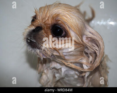 Funny puppy dog prendre un bain Banque D'Images