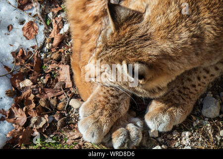 Portrait d'un lynx boréal profiter de la chaleur des rayons du soleil sur une froide journée d'hiver quelque part dans le désert des alpes autrichiennes Banque D'Images