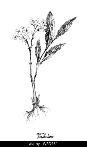 Fleur d'herbes médicinales et des plantes à la main, Illustration de la valériane plantes utilisées en médecine traditionnelle pour traiter avec l'insomnie. Illustration de Vecteur