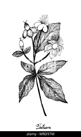 Fleur d'herbes médicinales et des plantes à la main, Illustration de l'Hypericum androsaemum, Tutsan Ambre doux ou avec des plantes à fleurs jaunes utilisés pour la fièvre des médicaments. Illustration de Vecteur