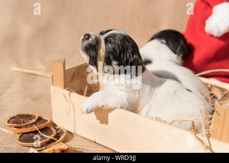 Nouveau-né Jack Russell Terrier puppy chiens est couché dans une boîte. Ornée de cannelle et bast en face d'un rouge Santa Claus hat Banque D'Images