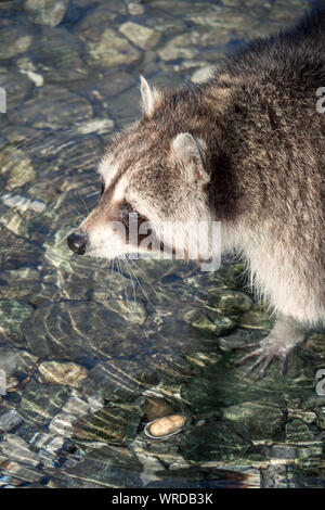 Vue rapprochée d'un raton laveur avec de belles balades à travers un masque facial creek et debout dans l'eau froide Banque D'Images