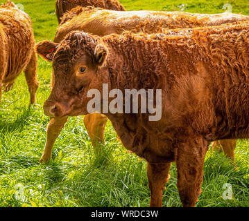 Brown cow in field Banque D'Images