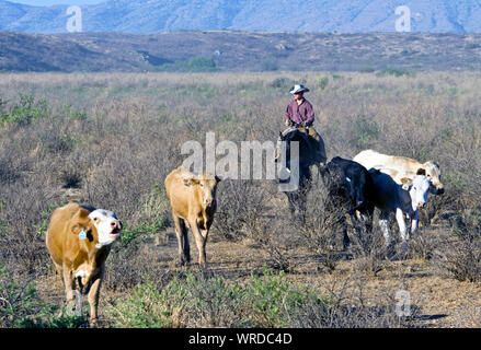 Dans certains apportant Cowboy cattle roundup lors d'une sur un ranch au Texas. Banque D'Images