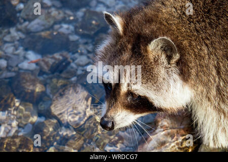 Vue rapprochée de la tête d'un raton laveur avec de belles balades à travers un masque facial creek et debout dans l'eau froide Banque D'Images