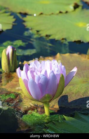 Purple Lily à l'eau Lily Garden à San Angelo, Texas, Etats-Unis Banque D'Images