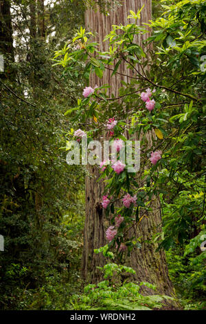 CA0350200...CALIFORNIE - Les rhododendrons fleurissent parmi les arbres Séquoia géant près de l'aire de stationnement dans Stout Grove Jedediah Smith Redwoods Stat Banque D'Images