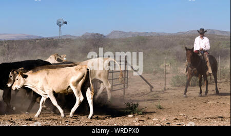 En Cowboy cattle roundup lors d'une sur un ranch au Texas. Banque D'Images