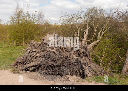 Arbre déraciné, soulevée par le vent, dans le Parc Naturel de la mine de Walton Banque D'Images