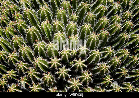 Jardin de cactus (Cesar Manrique). Lanzarote, îles Canaries. Espagne Banque D'Images