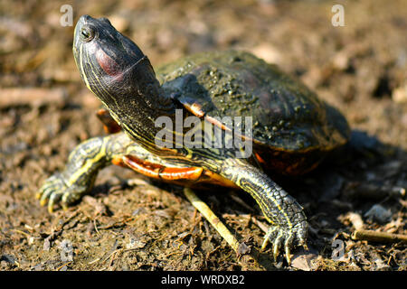 Diamond back terrapin marche sur le lac séché Banque D'Images