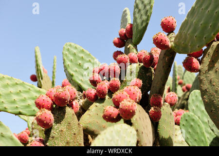 Le figuier de barbarie. Fuerteventura. Îles Canaries. Espagne Banque D'Images