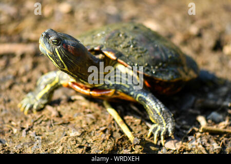 Diamond back terrapin marche sur le lac séché Banque D'Images