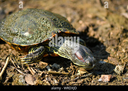 Diamond back terrapin marche sur le lac séché Banque D'Images