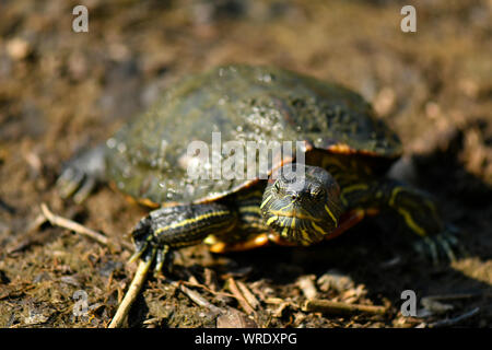 Diamond back terrapin marche sur le lac séché Banque D'Images