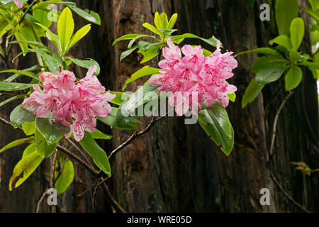 CA03516-00...CALIFORNIE - Rhododendrons et un grand arbre séquoia après une tempête de pluie sur la piste en Hiouchi Jedediah Smith Redwoods State Park, partie o Banque D'Images