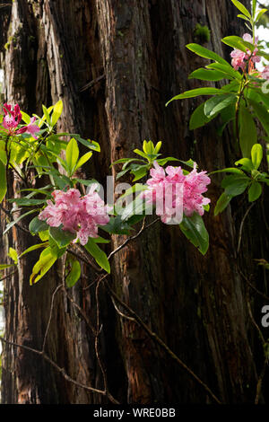 CA03517-00...CALIFORNIE - Rhododendron fleurs et un grand arbre séquoia sur le sentier en Hiouchi Jedediah Smith Redwoods State Park. Banque D'Images