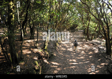 Marcher le long d'un chemin dans la forêt de lauriers dans les montagnes d'Anaga. Tenerife, Canaries. Espagne Banque D'Images