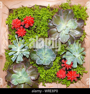 Un arrangement de plantes grasses sur une plaque murale carré Banque D'Images