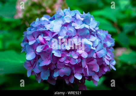 Des fleurs en inflorescence grappe de bleu Hortensia hydrangea dans un lit de fleur dans le jardin d'été. Soft focus sélectif brouillée. L'espace de copie de texte Banque D'Images