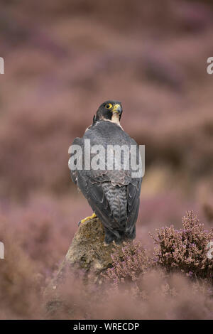 Faucon pèlerin, Faucon pèlerin Falco, entre heather sur open landes, Banque D'Images