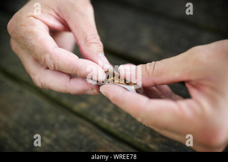 Les mains d'un homme roulant une cigarette Banque D'Images