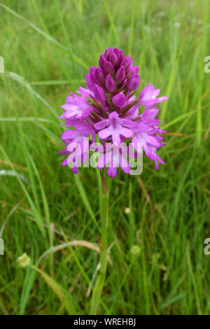 Partiellement ouvert, rose, violet forets sur fleur d'une orchidée pyramidale (Anacamptis pyramidalis) sur Hungerford, commune de forme pyramidale, Berkshire, juin Banque D'Images