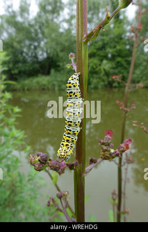 Une image aux couleurs vives de la molène (Verbascum Cucullia) se nourrissent d'une Scrophularia nodosa (scrofulariacées) sur un canal, Berkshire, juin Banque D'Images