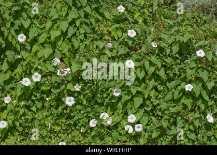 Liseron des champs ou de couverture granny-pop-out-de-lit (Calystegia sepium) plantes grimpantes à travers une vieille couverture, Berkshire, Juillet Banque D'Images