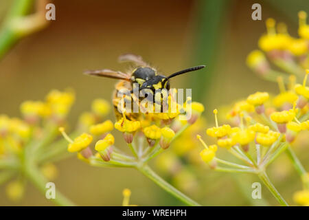 Guêpe Vespula germanica (allemand) qui se nourrissent de nectar de fleurs de fenouil, Berkshire, Août Banque D'Images