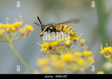 Guêpe Vespula germanica (allemand) qui se nourrissent de nectar de fleurs de fenouil, Berkshire, Août Banque D'Images