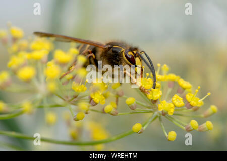 Guêpe Dolichovespula médian (médias) qui se nourrissent de nectar de fleurs de fenouil, Berkshire, Août Banque D'Images