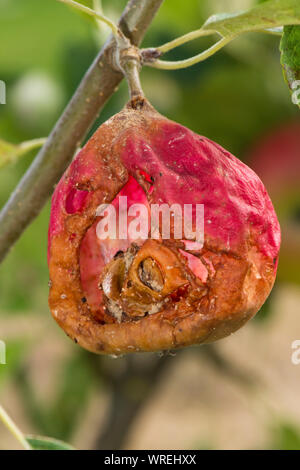 Ripe apple découverte mangés de l'intérieur par des guêpes (Vespula Vulgaris) et les perce-oreilles (Forficula sp.) Berkshire, août laissant la peau momifiés sur le tre Banque D'Images