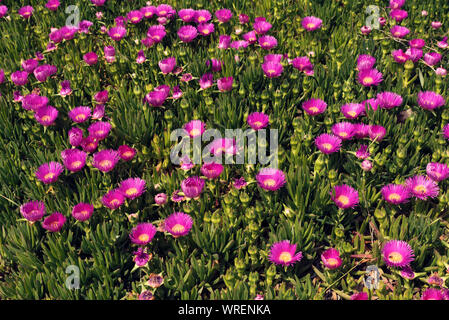 Prairie avec purple Hottentot fig en Grèce Selective focus Banque D'Images