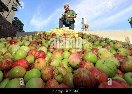 13 août 2019, la Saxe-Anhalt, Welsleben : Dirk Natho du doux doit 'producteur de Natho Säfte GmbH' vérifie la qualité des pommes au réservoir de stockage. Depuis la mi-août 2019, la boisson traditionnelle producteur a été principalement l'acceptation de petites quantités de fruits à un total de huit points d'acceptation dans un rayon d'environ 100 kilomètres afin de produire du jus en différentes variétés. Photo : Peter Gercke/dpa-Zentralbild/ZB Banque D'Images