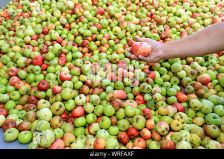 13 août 2019, la Saxe-Anhalt, Welsleben : Dirk Natho du doux doit 'producteur de Natho Säfte GmbH' vérifie la qualité des pommes au réservoir de stockage. Depuis la mi-août 2019, la boisson traditionnelle producteur a été principalement l'acceptation de petites quantités de fruits à un total de huit points d'acceptation dans un rayon d'environ 100 kilomètres afin de produire du jus en différentes variétés. Photo : Peter Gercke/dpa-Zentralbild/ZB Banque D'Images