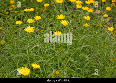 Weidenblatt-Ochsenauge Weidenblättriges Rindsauge Ochsenauge, Weidenblättriges Rindsauge,,, Gold-Margerite Goldmargerite Buphthalmum salicifolium,,, Y Banque D'Images