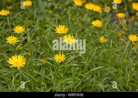 Weidenblatt-Ochsenauge Weidenblättriges Rindsauge Ochsenauge, Weidenblättriges Rindsauge,,, Gold-Margerite Goldmargerite Buphthalmum salicifolium,,, Y Banque D'Images