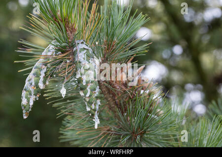 Rumelische Rumelische, Kiefer, Stroboscope, Mazedonien-Kiefer Balkankiefer Mazedonische, Kiefer, Zapfen, Harz, harzige Kiefernzapfen, Zapfen, Pinus peuce, Banque D'Images