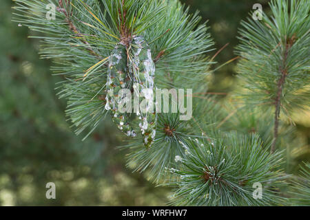 Rumelische Rumelische, Kiefer, Stroboscope, Mazedonien-Kiefer Balkankiefer Mazedonische, Kiefer, Zapfen, Harz, harzige Kiefernzapfen, Zapfen, Pinus peuce, Banque D'Images