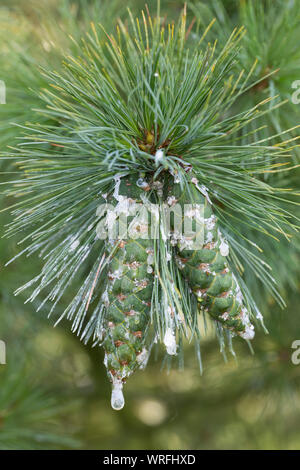 Rumelische Rumelische, Kiefer, Stroboscope, Mazedonien-Kiefer Balkankiefer Mazedonische, Kiefer, Zapfen, Harz, harzige Kiefernzapfen, Zapfen, Pinus peuce, Banque D'Images